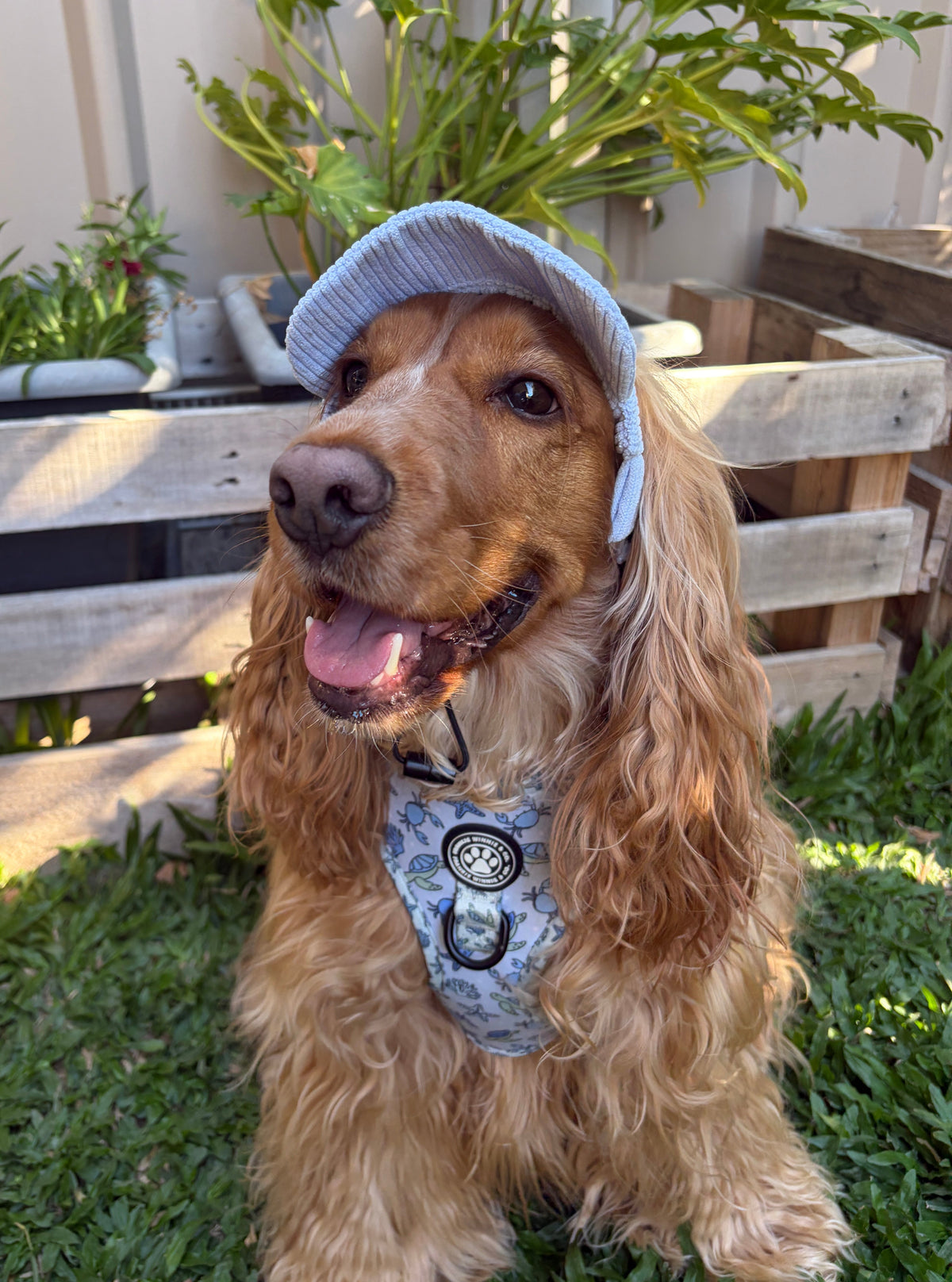 Dog Sun Hat - Blue Corduroy