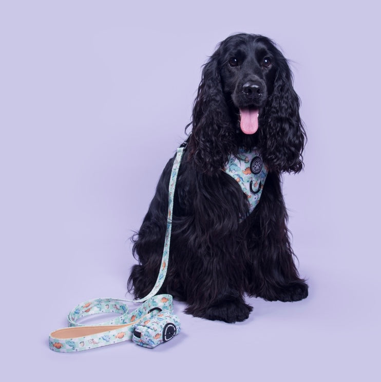 Leashes