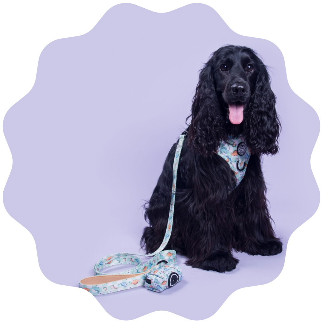 Leashes