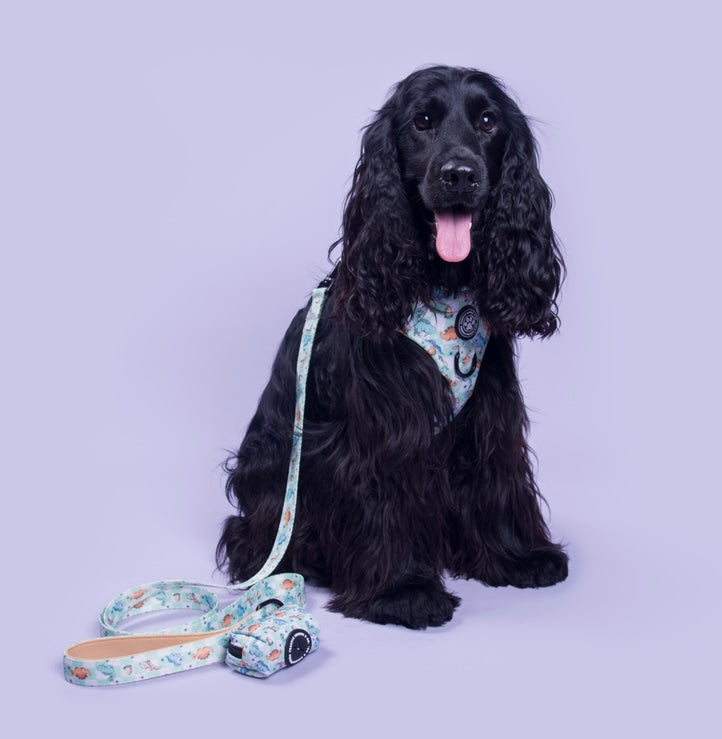 Leashes