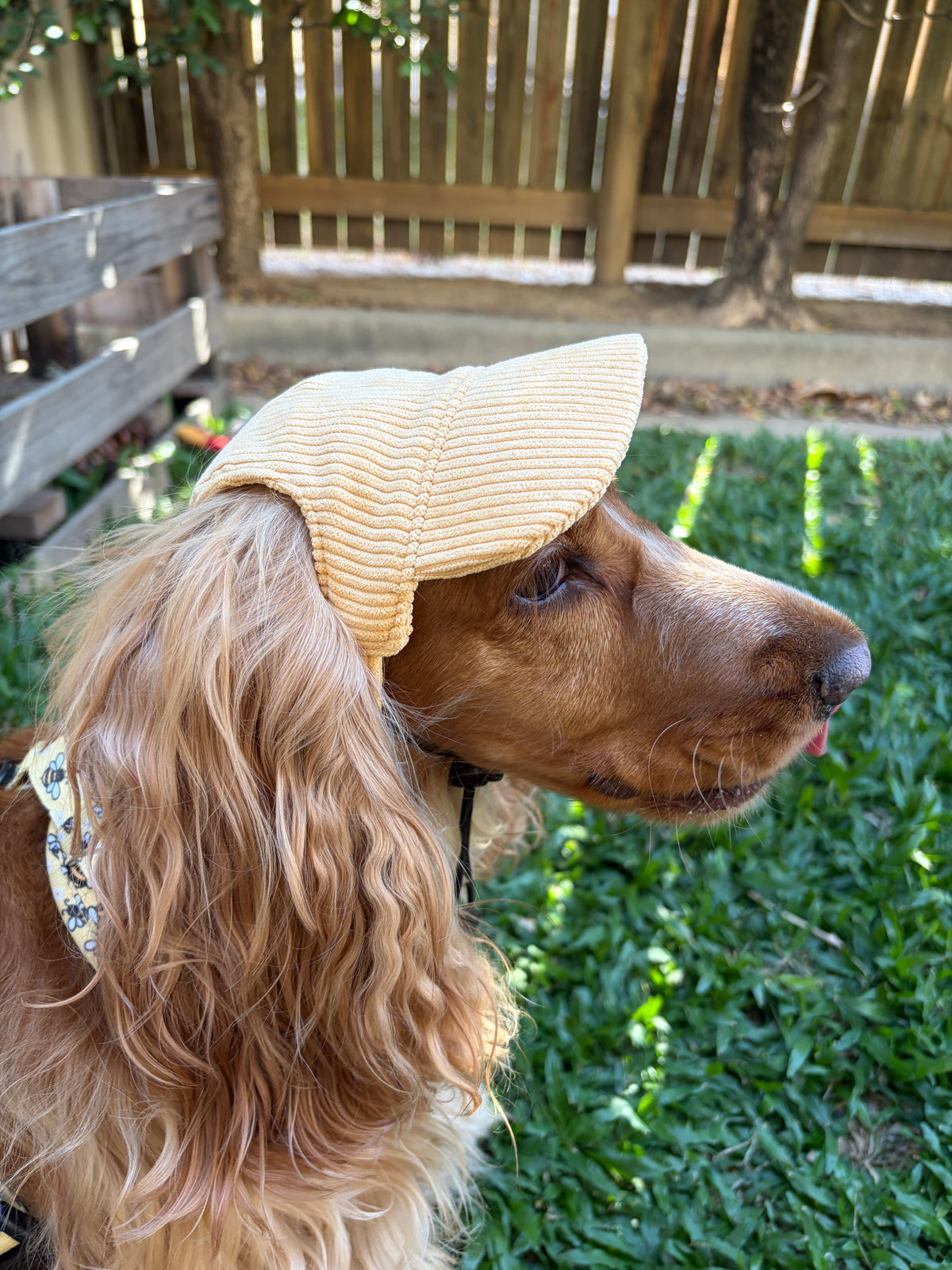 Dog Sun Hat - Yellow Corduroy