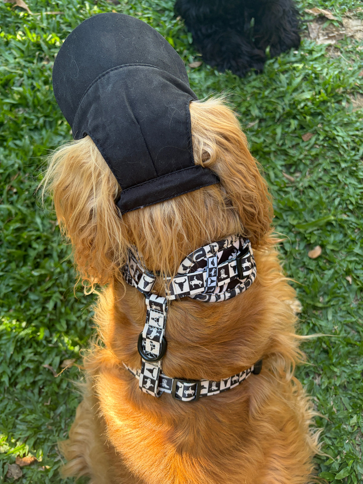 Dog Sun Hat - Black