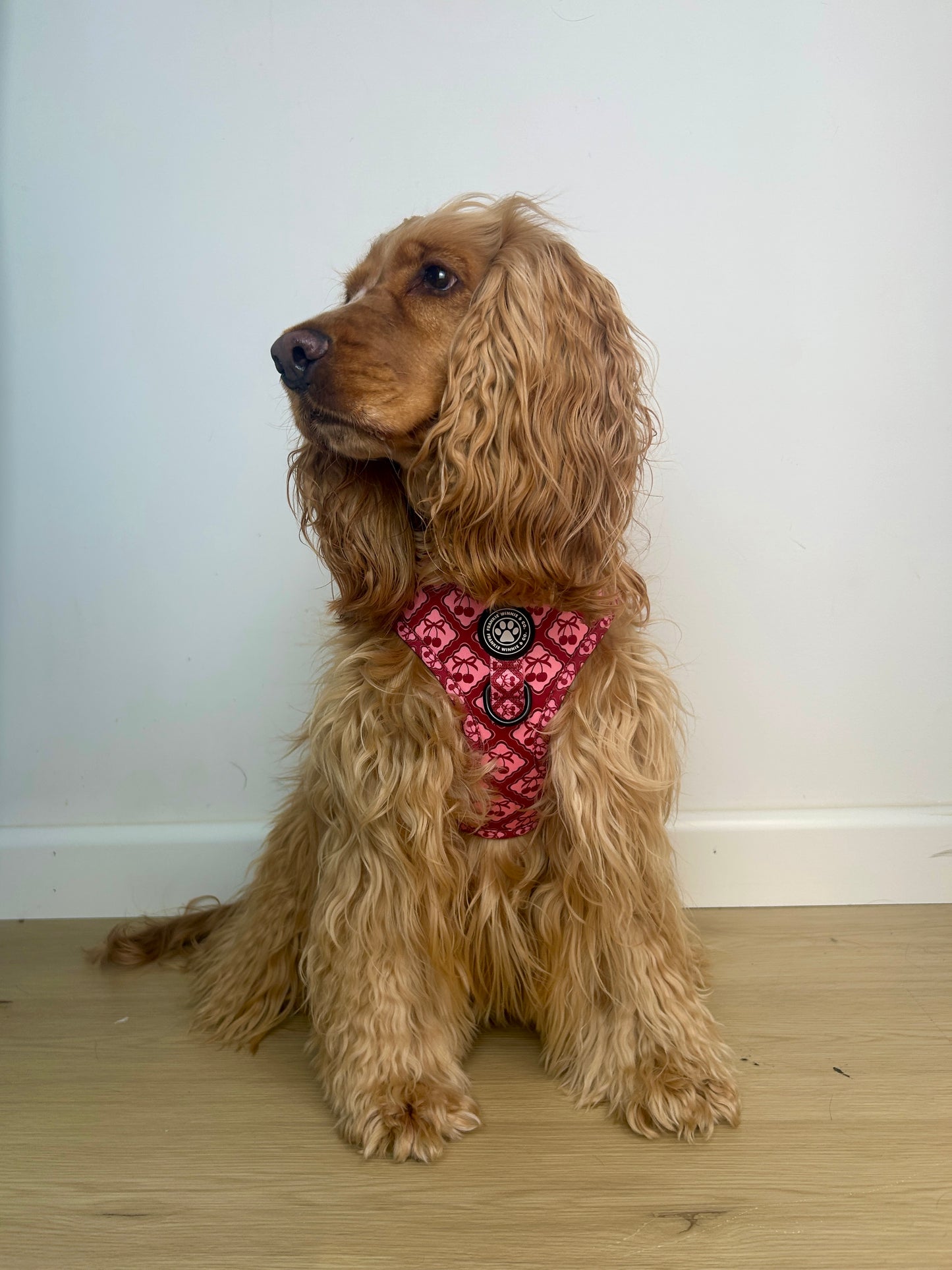 Bow Belle Adjustable Harness