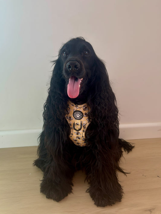 Honey Bee Adjustable Harness