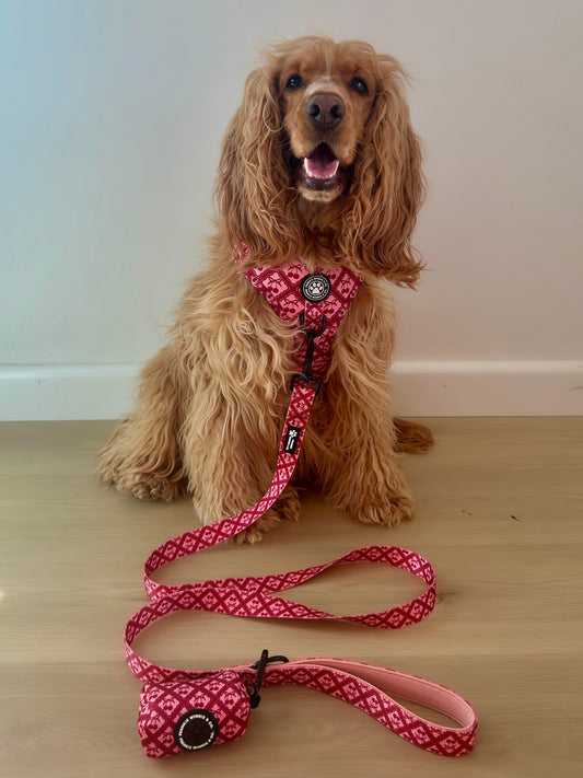 Bow Belle Leash