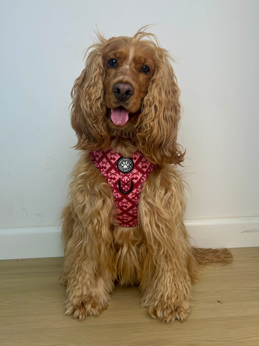 Bow Belle Adjustable Harness