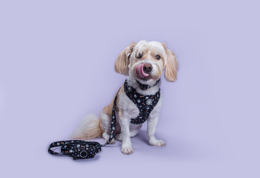 Bone Appétit Leash