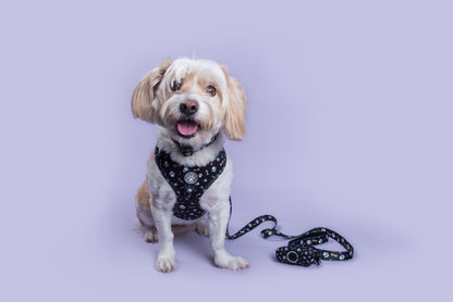 Bone Appétit Collar