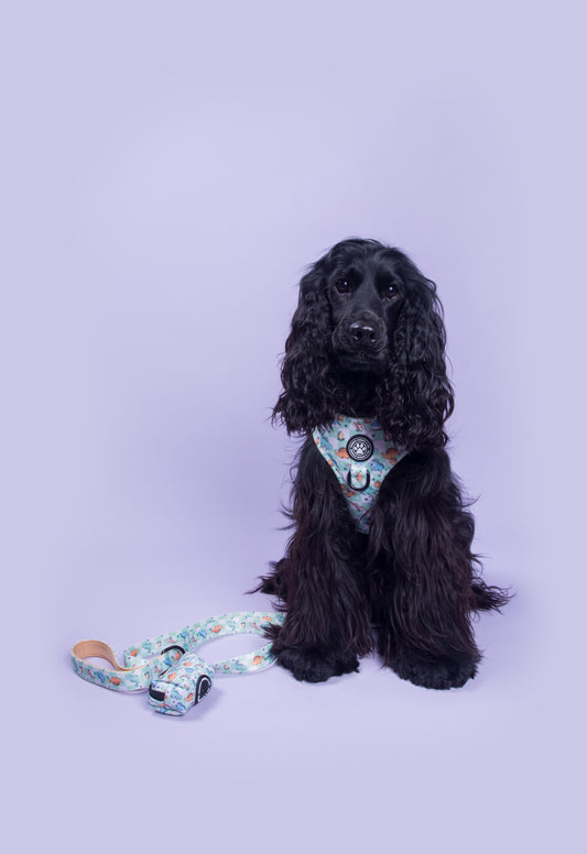 Dino Paws Collar