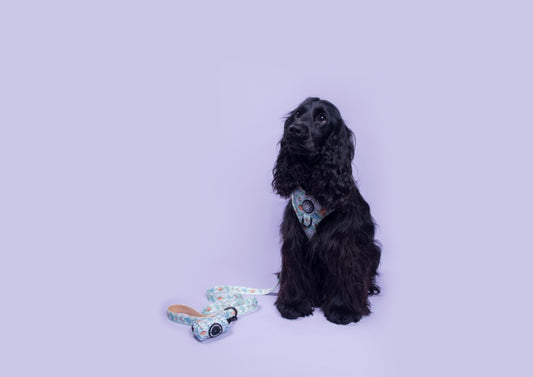 Dino Paws Leash