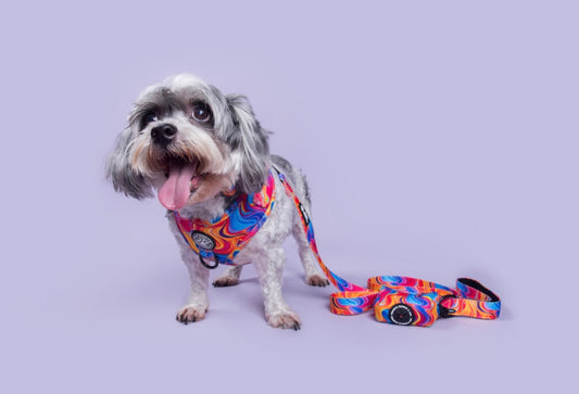 Psychedelic Paws Leash