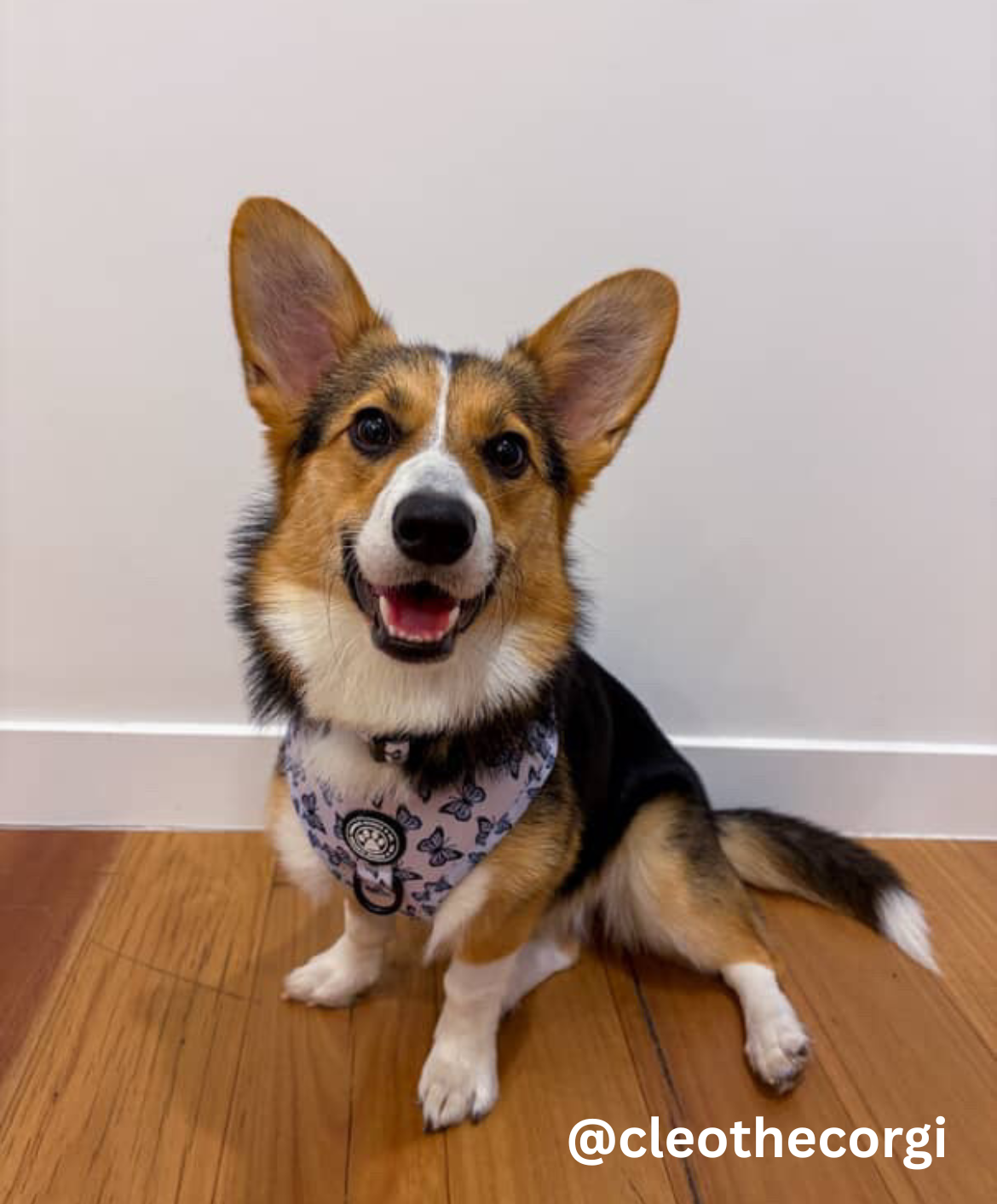 Butterfly Kisses Adjustable Harness