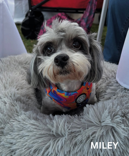 Psychedelic Paws Adjustable Harness
