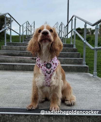 Cherry Disco Adjustable Harness