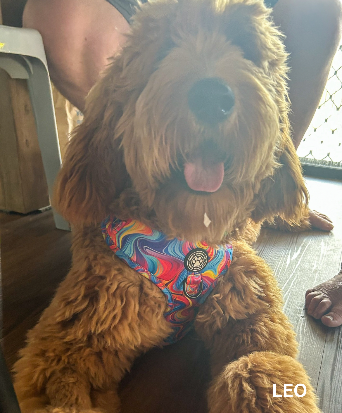 Psychedelic Paws Adjustable Harness