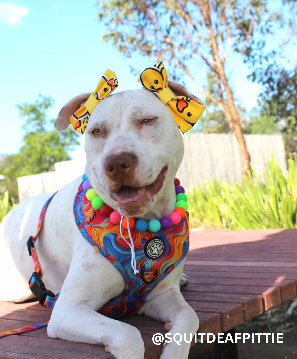 Psychedelic Paws Adjustable Harness