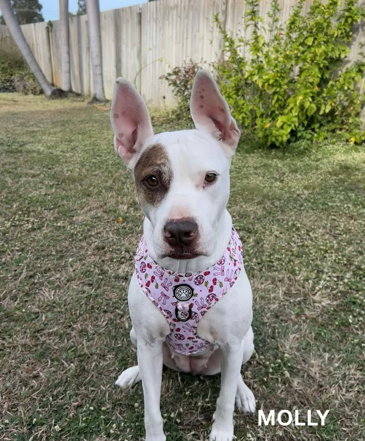 Cherry Disco Adjustable Harness
