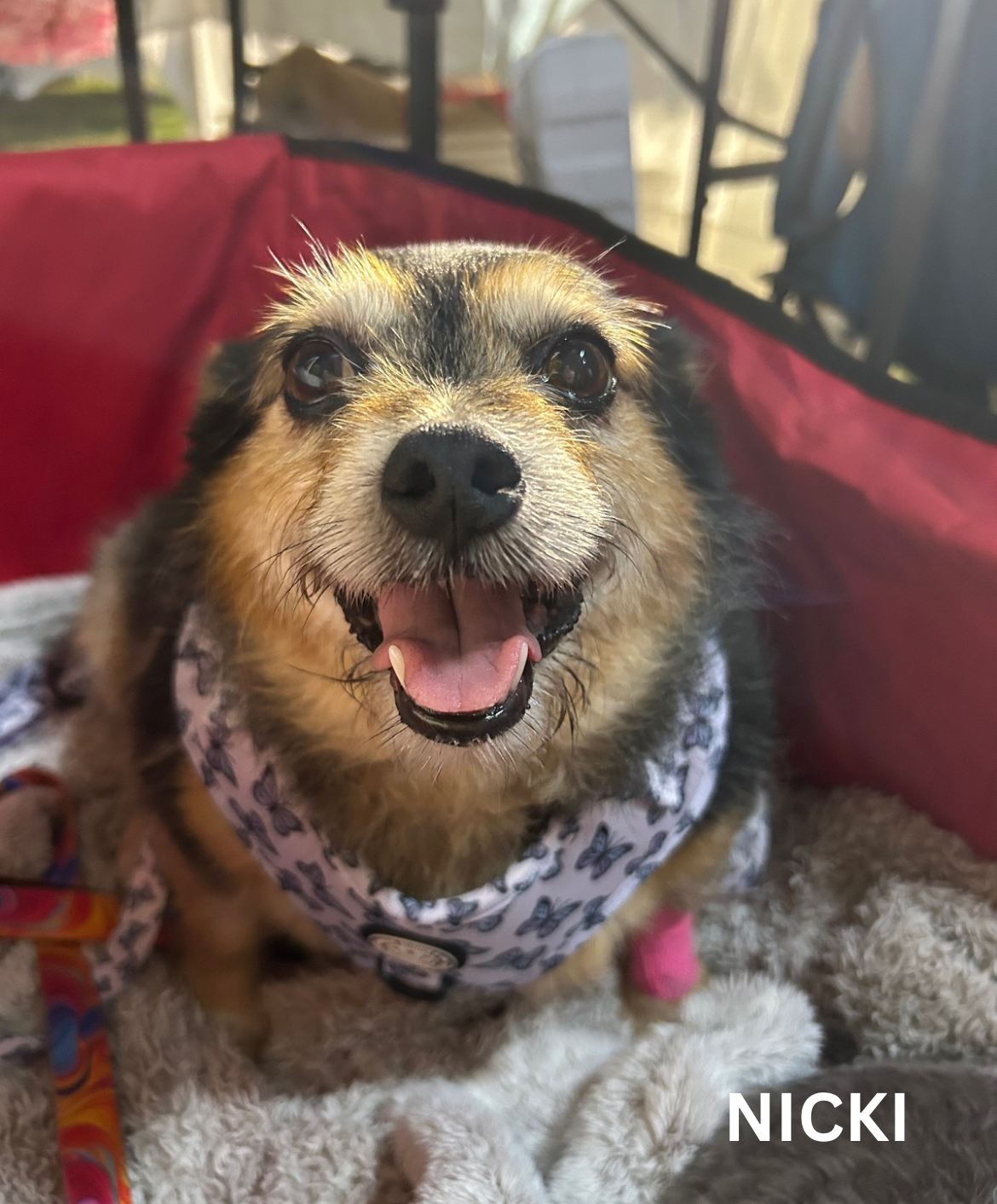 Butterfly Kisses Adjustable Harness