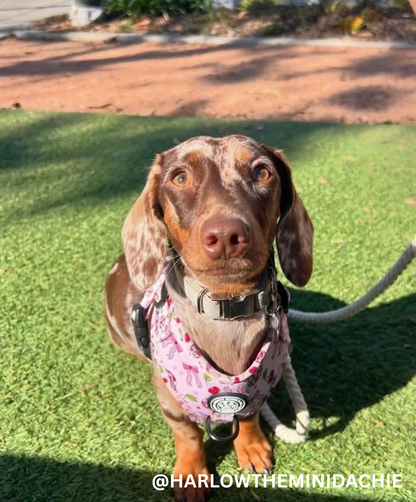 Cherry Disco Adjustable Harness